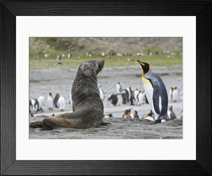 Framed Print : Picture No. 10884443 Framed Print : Picture No. 10884443