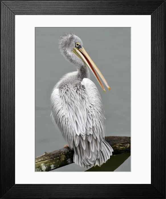 Framed Print : Picture No. 10884154 Framed Print : Picture No. 10884154