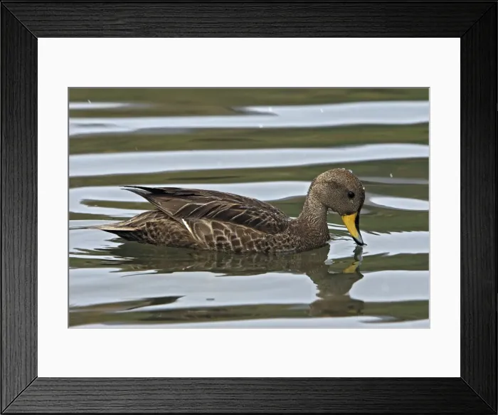 Framed Print : Picture No. 10884457