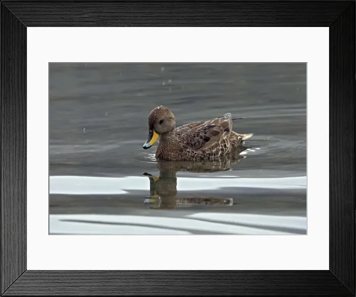 Framed Print : Picture No. 10884458 Framed Print : Picture No. 10884458