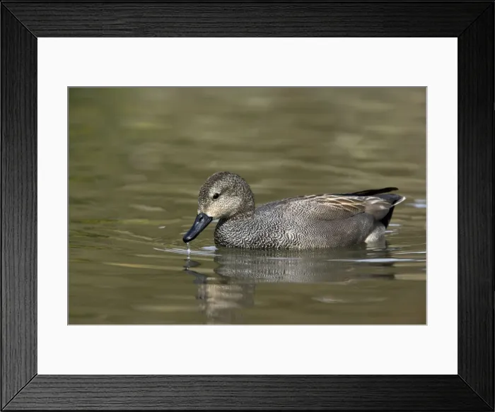 Framed Print : Picture No. 10883933
