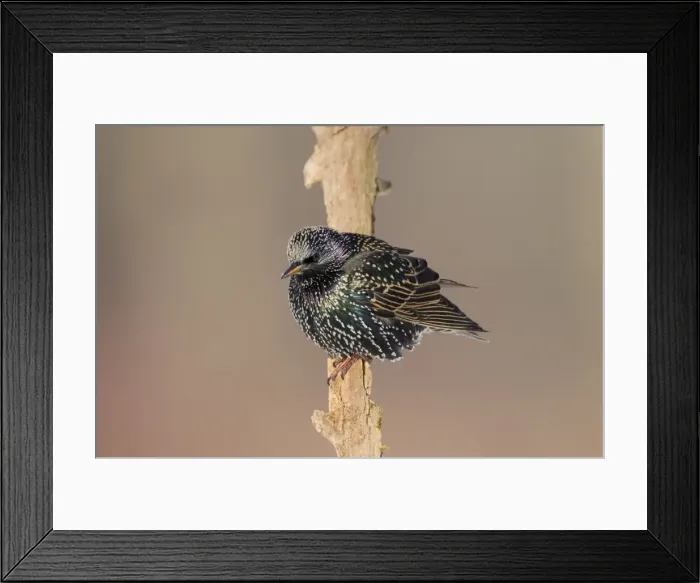 Framed Print : Picture No. 10885301 Framed Print : Picture No. 10885301