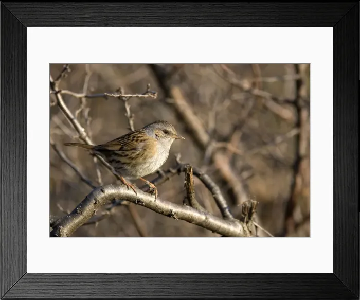 Framed Print : Picture No. 10885127 Framed Print : Picture No. 10885127