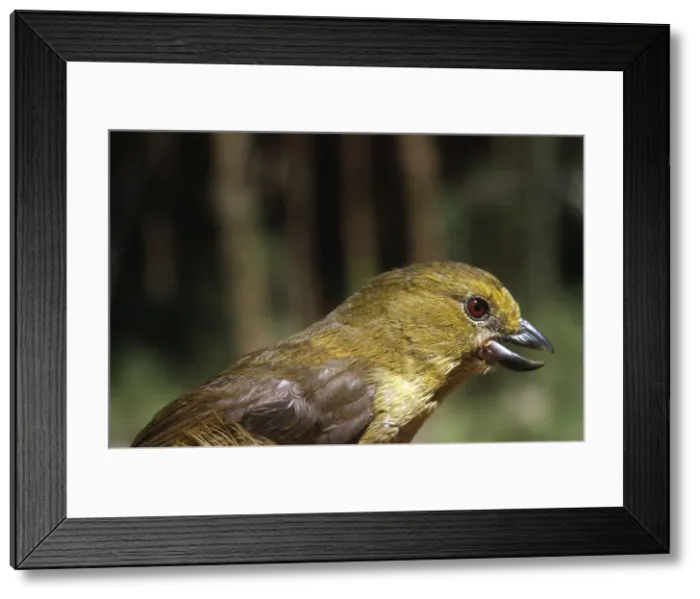 Framed Print : Picture No. 10885131 Framed Print : Picture No. 10885131