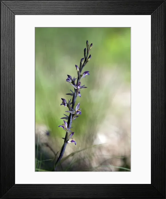Framed Print : Picture No. 10885115 Framed Print : Picture No. 10885115