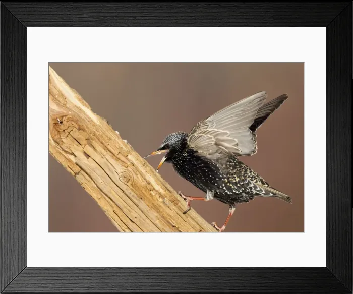 Framed Print : Picture No. 10885302 Framed Print : Picture No. 10885302