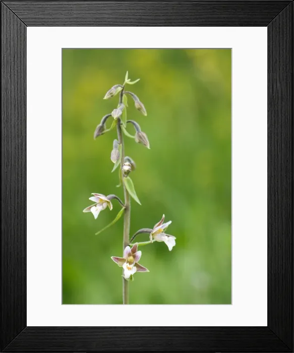 Framed Print : Picture No. 10885100 Framed Print : Picture No. 10885100