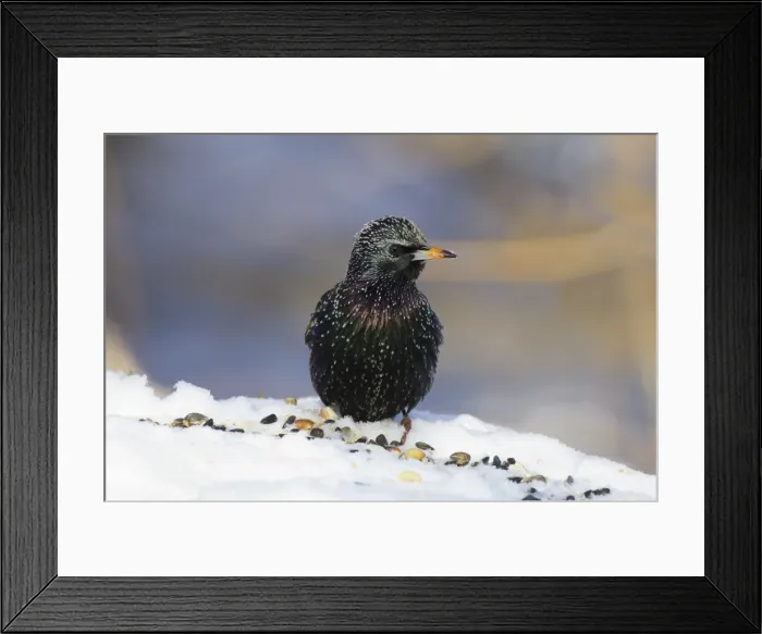 Framed Print : Picture No. 10885300 Framed Print : Picture No. 10885300