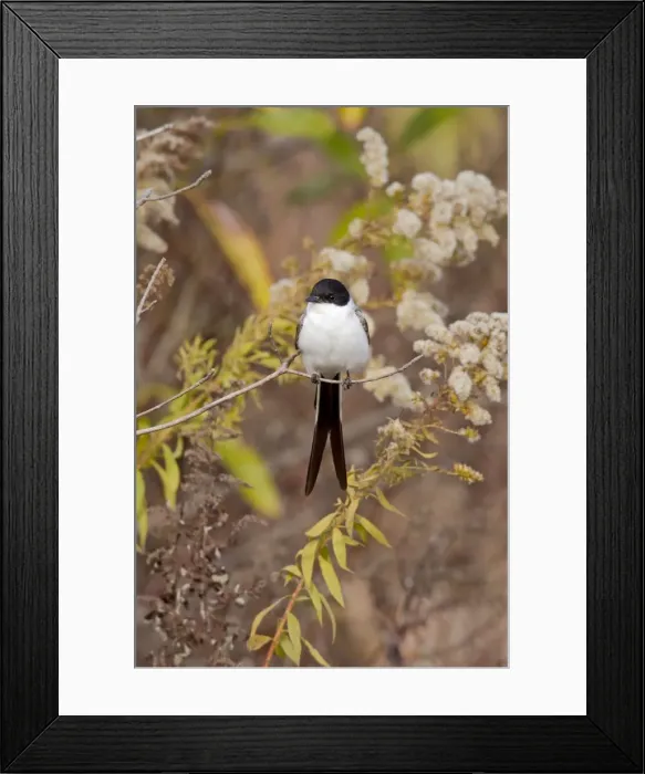 Framed Print : Picture No. 10885303