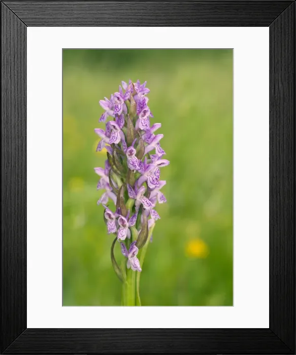 Framed Print : Picture No. 10885096 Framed Print : Picture No. 10885096