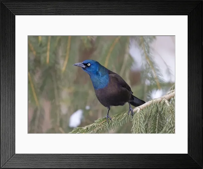 Framed Print : Picture No. 10885288 Framed Print : Picture No. 10885288