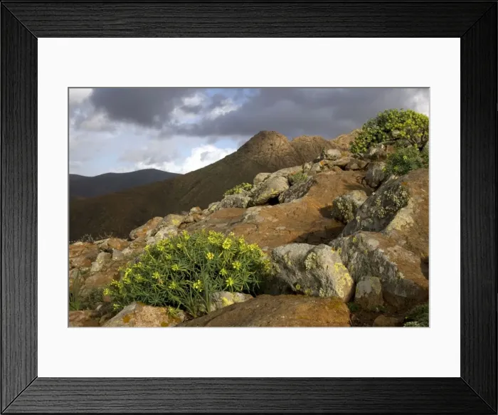 Framed Print : Picture No. 10885121 Framed Print : Picture No. 10885121