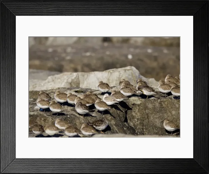 Framed Print : Picture No. 10885299 Framed Print : Picture No. 10885299