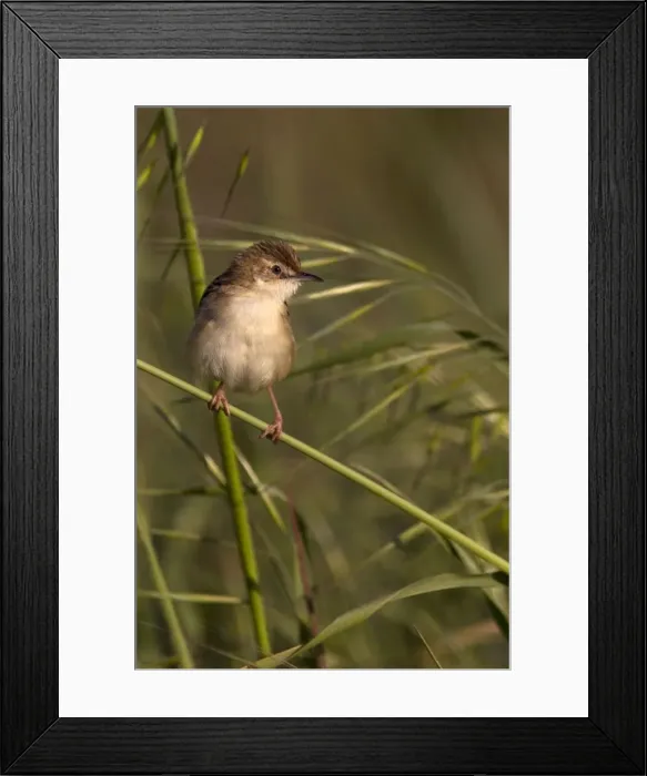 Framed Print : Picture No. 10885117 Framed Print : Picture No. 10885117