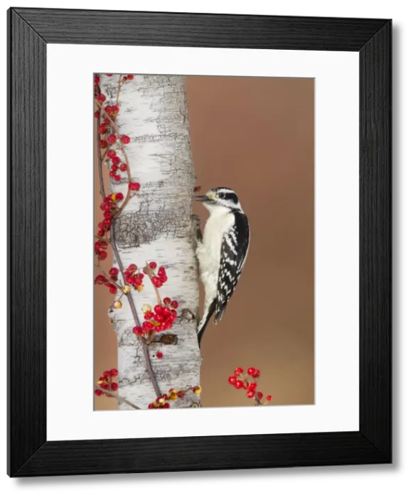 Framed Print : Picture No. 10885298