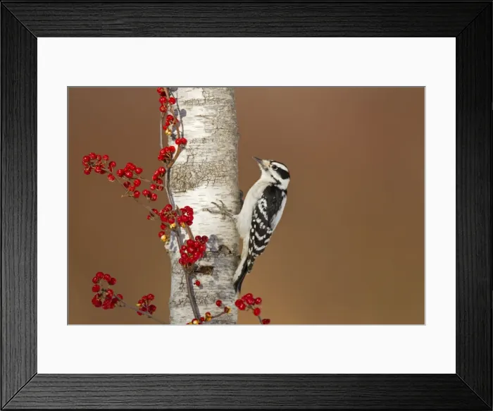 Framed Print : Picture No. 10885297