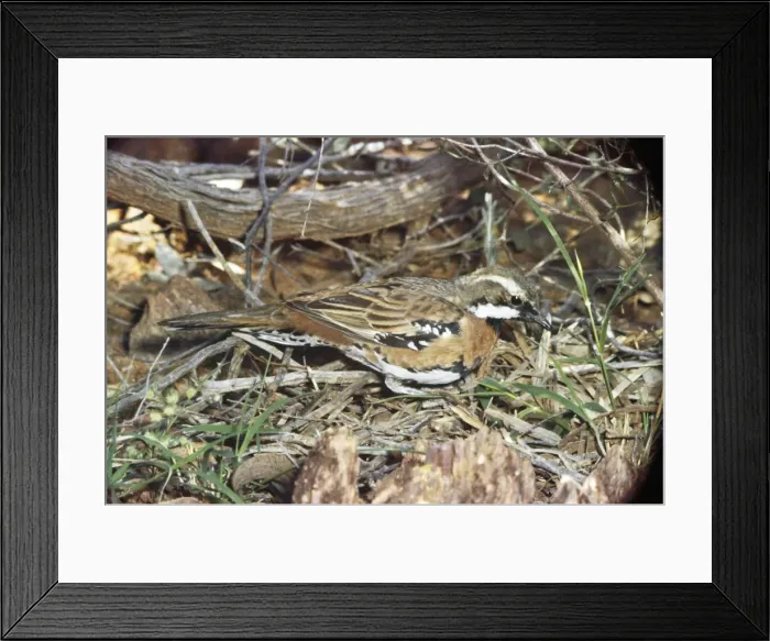 Framed Print : Picture No. 10885135