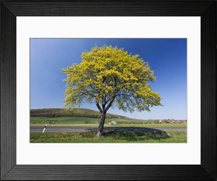 Framed Print : Picture No. 10885129 Framed Print : Picture No. 10885129