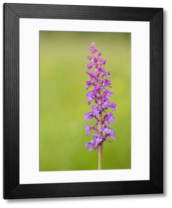 Framed Print : Picture No. 10885098 Framed Print : Picture No. 10885098