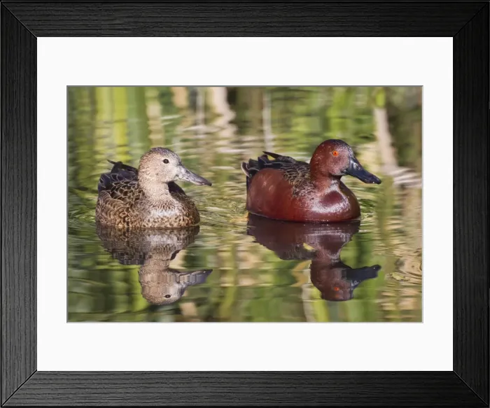 Framed Print : Picture No. 10885284 Framed Print : Picture No. 10885284