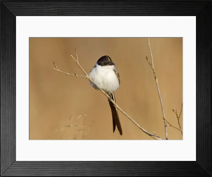 Framed Print : Picture No. 10885306 Framed Print : Picture No. 10885306
