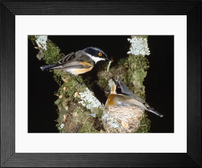 Framed Print : Picture No. 10885134 Framed Print : Picture No. 10885134