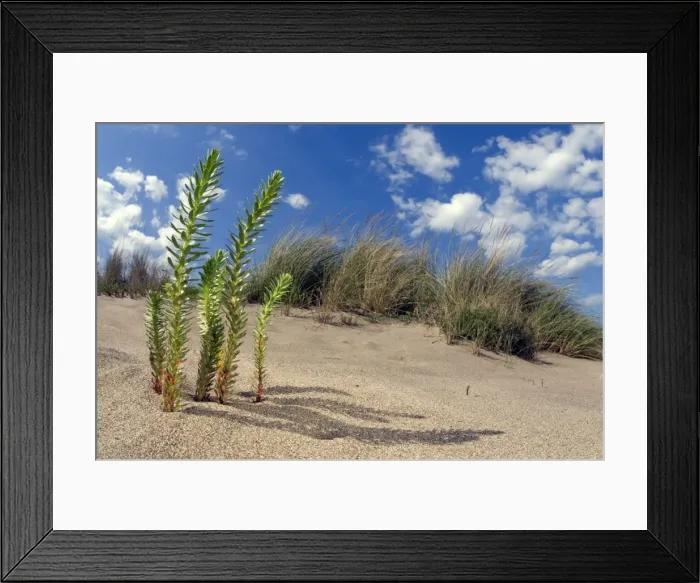Framed Print : Picture No. 10885116 Framed Print : Picture No. 10885116