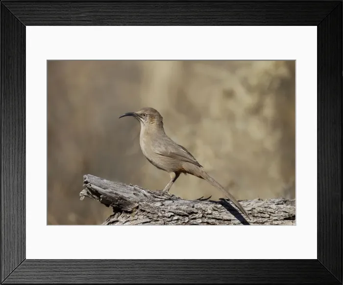 Framed Print : Picture No. 10885292 Framed Print : Picture No. 10885292