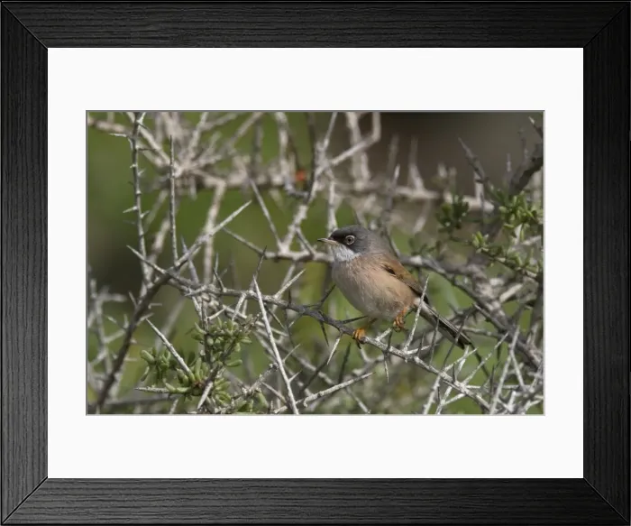 Framed Print : Picture No. 10885126 Framed Print : Picture No. 10885126