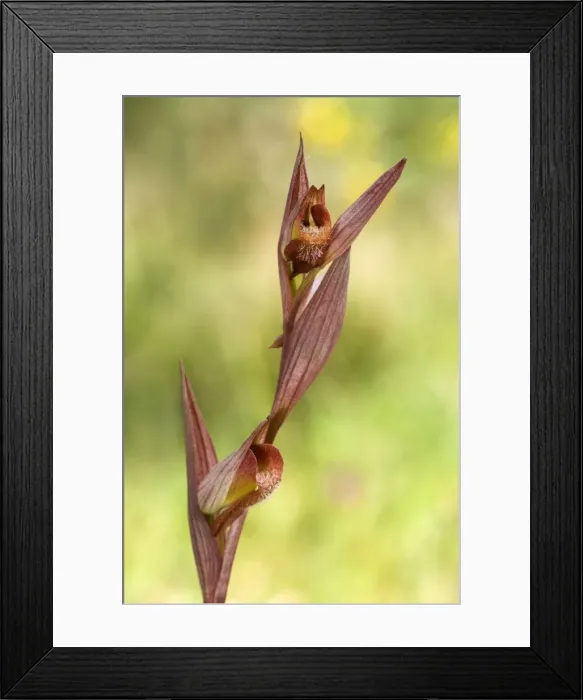 Framed Print : Picture No. 10885095 Framed Print : Picture No. 10885095
