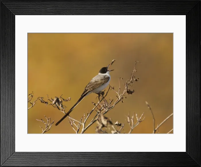 Framed Print : Picture No. 10885305 Framed Print : Picture No. 10885305