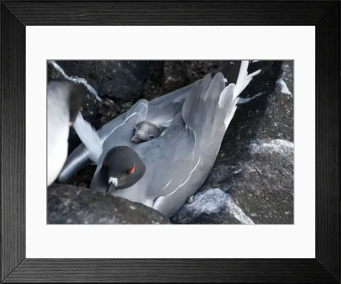 Framed Print : Picture No. 10884888 Framed Print : Picture No. 10884888