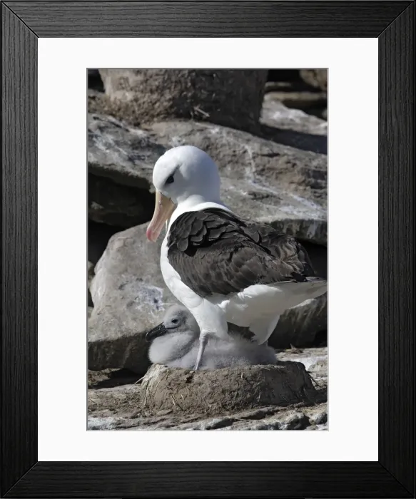 Framed Print : Picture No. 10884840 Framed Print : Picture No. 10884840
