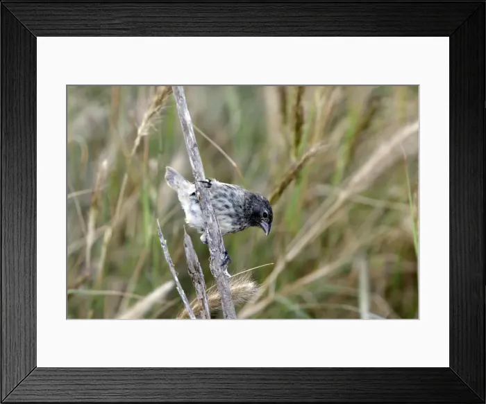 Framed Print : Picture No. 10884881 Framed Print : Picture No. 10884881
