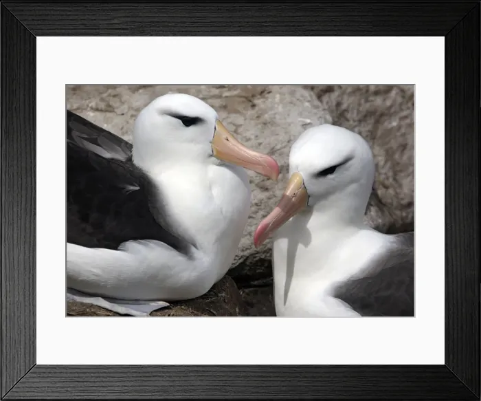 Framed Print : Picture No. 10884834 Framed Print : Picture No. 10884834