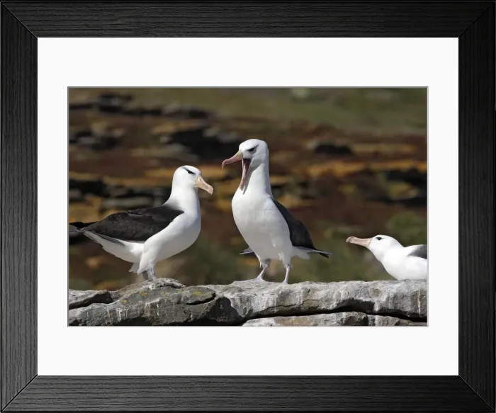 Framed Print : Picture No. 10884839 Framed Print : Picture No. 10884839