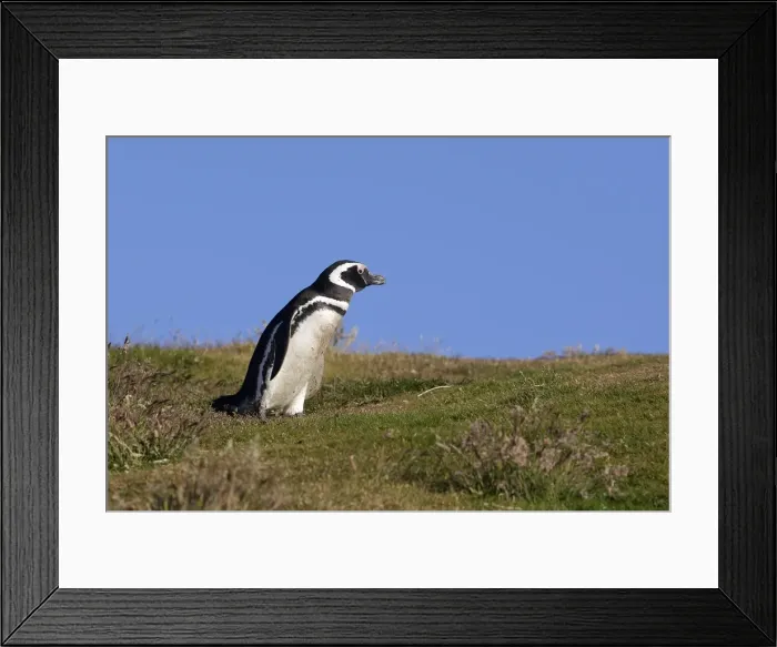 Framed Print : Picture No. 10884726 Framed Print : Picture No. 10884726