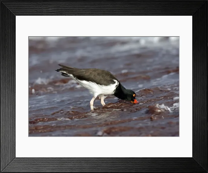 Framed Print : Picture No. 10884893 Framed Print : Picture No. 10884893