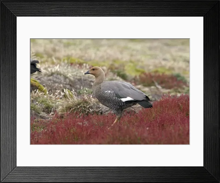Framed Print : Picture No. 10884717 Framed Print : Picture No. 10884717