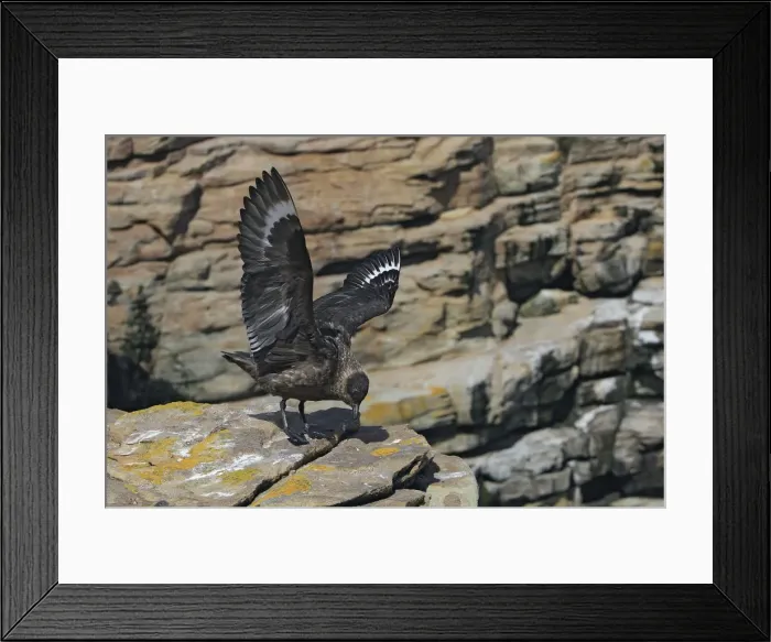 Framed Print : Picture No. 10884732 Framed Print : Picture No. 10884732