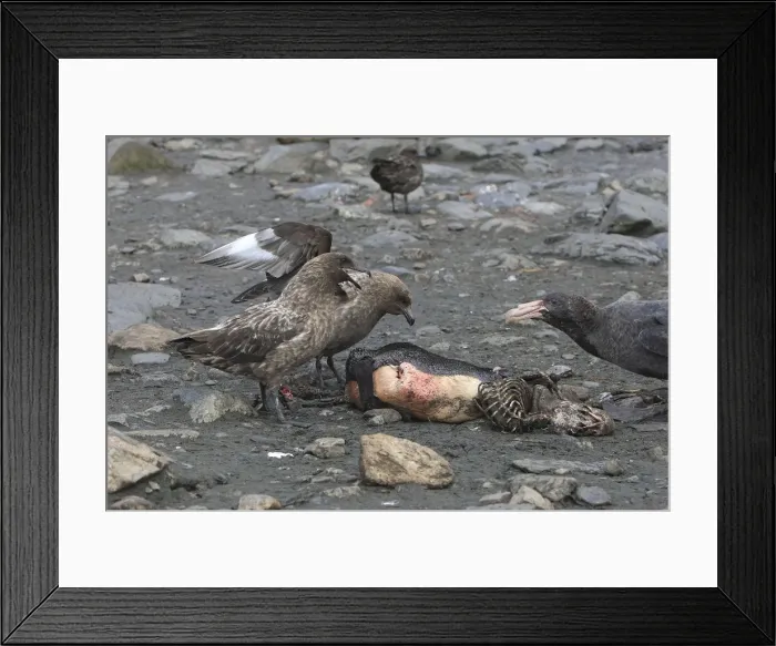 Framed Print : Picture No. 10884728 Framed Print : Picture No. 10884728