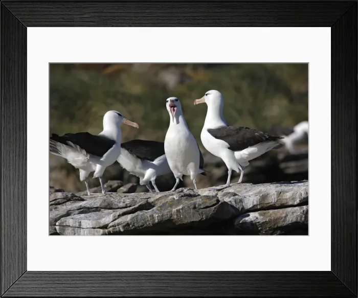 Framed Print : Picture No. 10884842 Framed Print : Picture No. 10884842