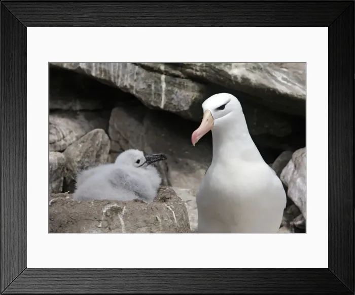Framed Print : Picture No. 10884823 Framed Print : Picture No. 10884823