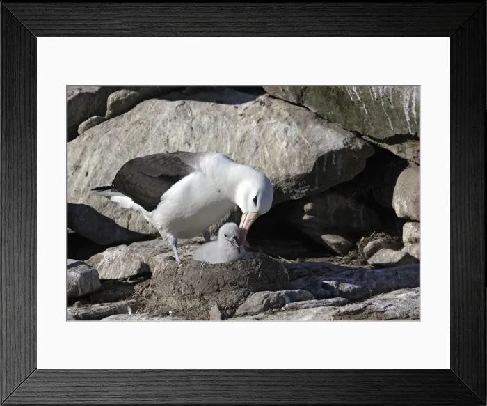 Framed Print : Picture No. 10884841 Framed Print : Picture No. 10884841