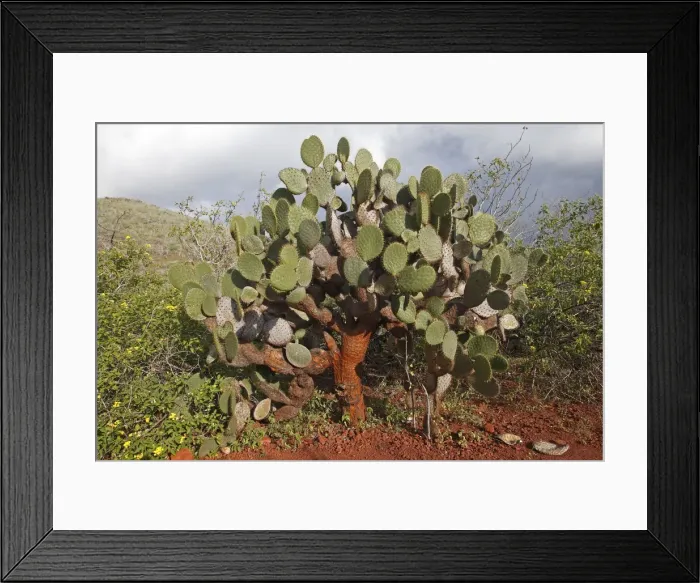 Framed Print : Picture No. 10884846 Framed Print : Picture No. 10884846