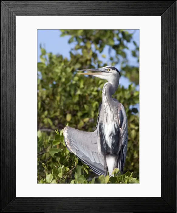 Framed Print : Picture No. 10884908 Framed Print : Picture No. 10884908