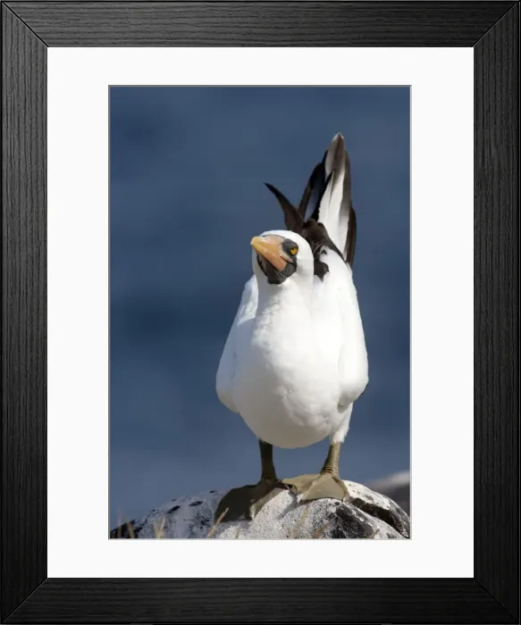 Framed Print : Picture No. 10884917 Framed Print : Picture No. 10884917