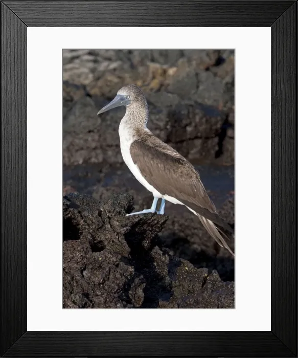 Framed Print : Picture No. 10884924 Framed Print : Picture No. 10884924