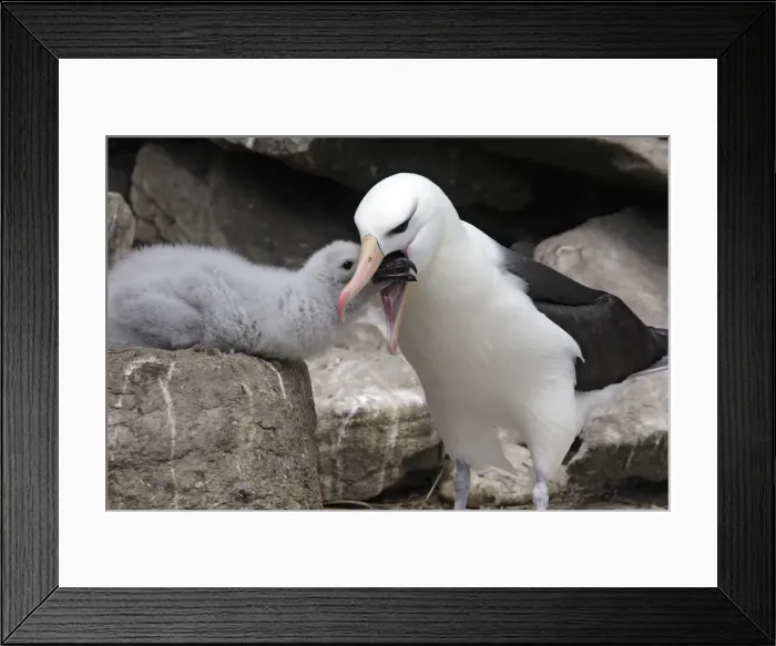 Framed Print : Picture No. 10884819 Framed Print : Picture No. 10884819