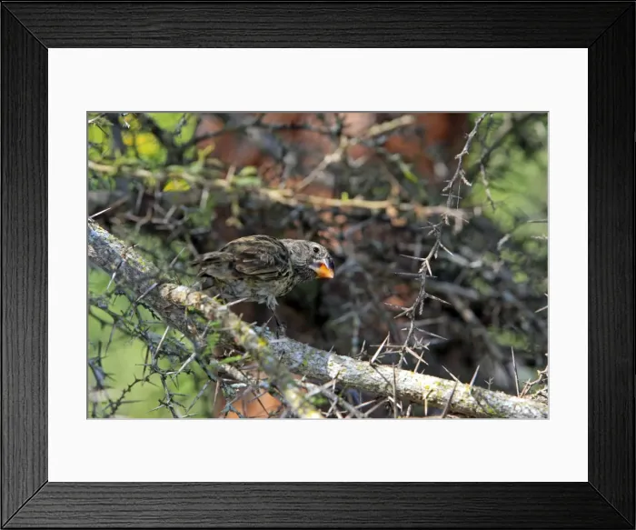 Framed Print : Picture No. 10884934 Framed Print : Picture No. 10884934
